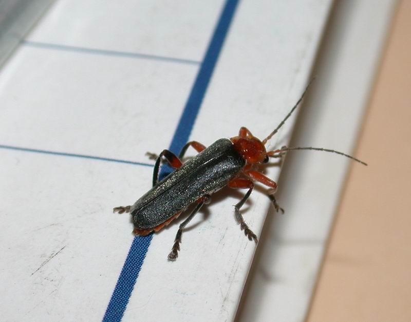 Cantharis livida